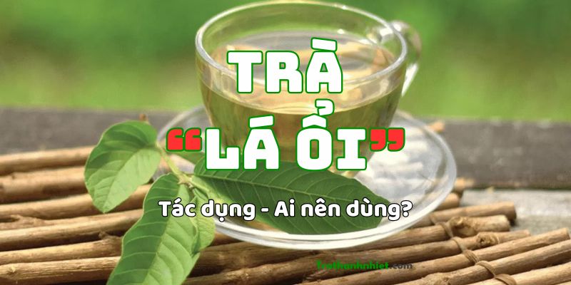 “Trà Lá Ổi” có tác dụng gì? Ai nên dùng và Cách dùng như thế nào?